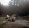 På berget i 1965