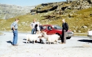 Austmannalia 1984.